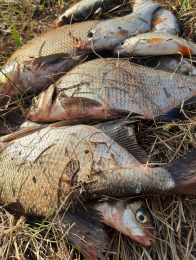 Лещ, прикормка DELFI Feeder специи, арома TOXIC кориандр
